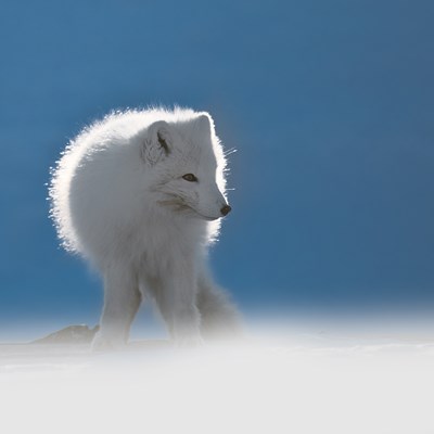 En hvit fjellrev om vinteren