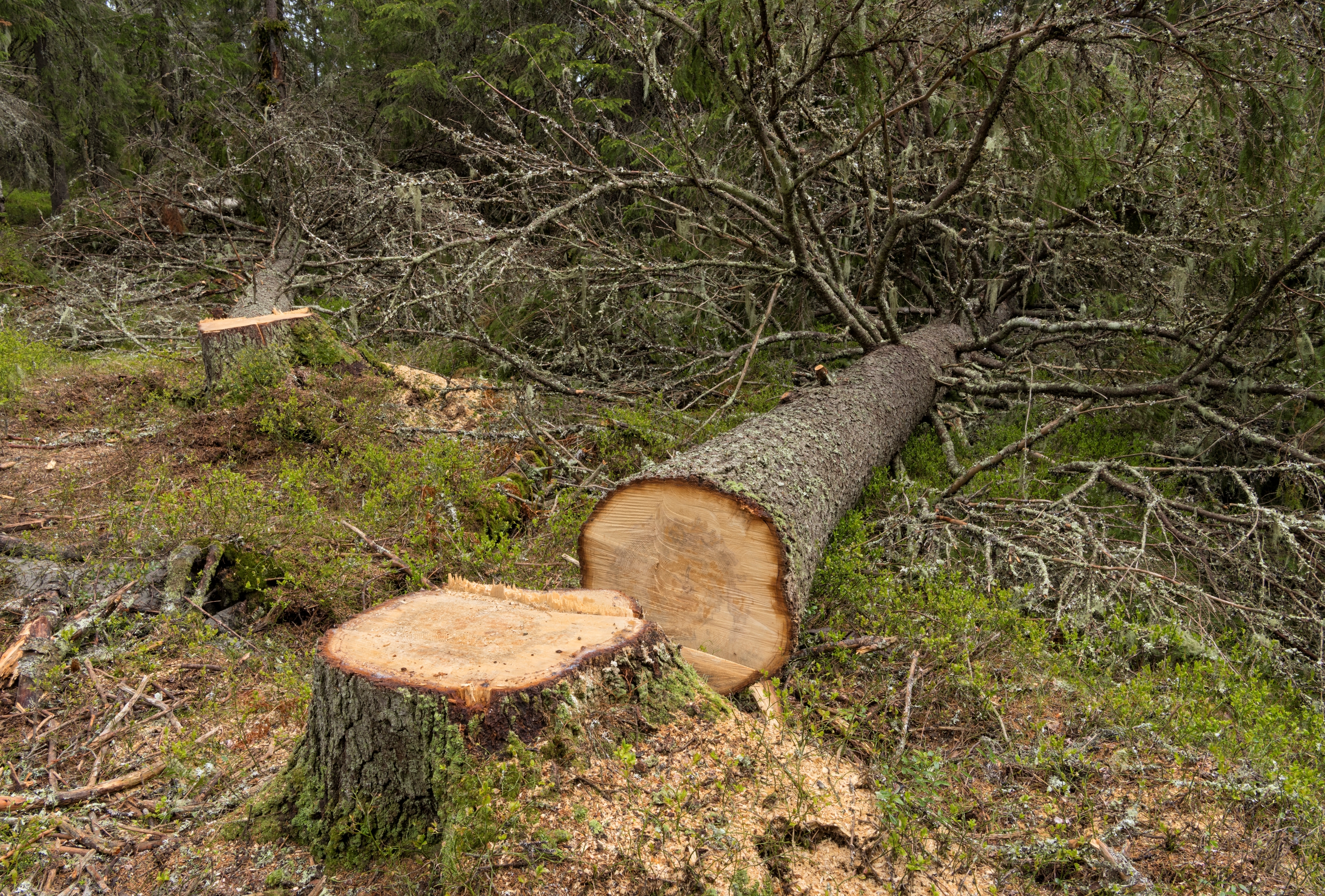 To hogde grantrær som ligger ved siden av stubben sin.