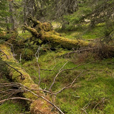 To døde grantrær på bakken med mose på inne i en granskog.
