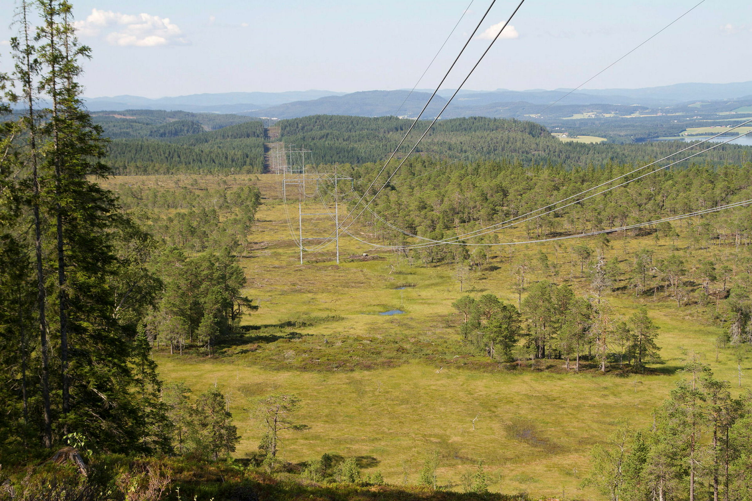 Kraftmaster og kraftlinjer gjennom et skoglandskap