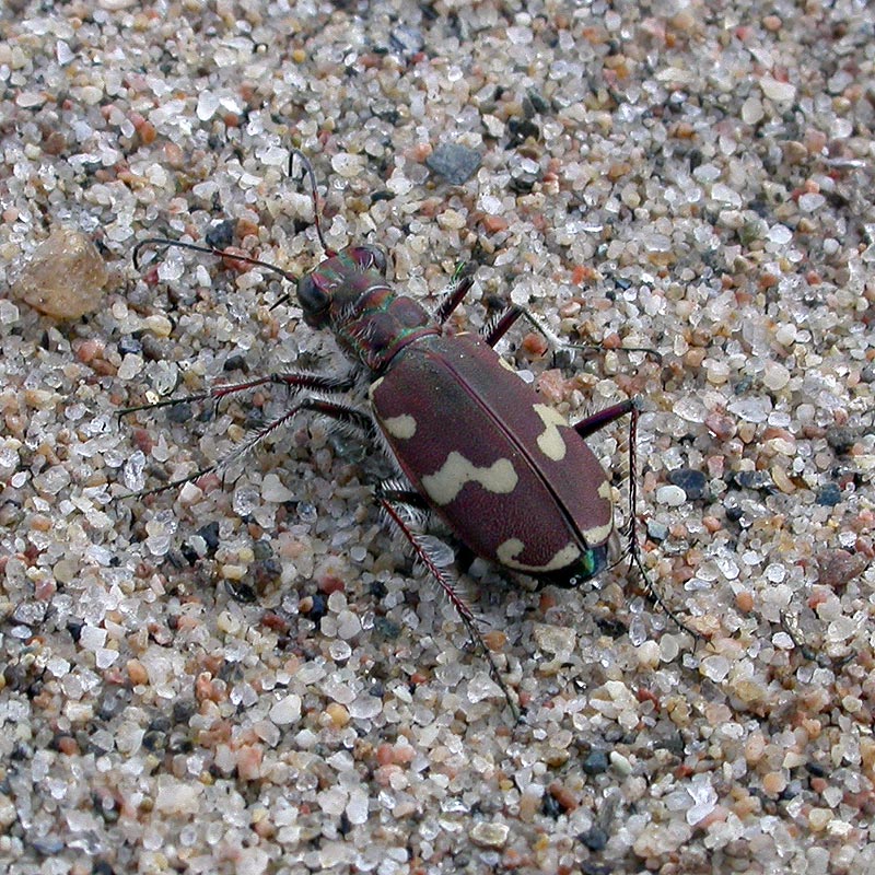 Billen Elvesandjeger på sandbanke.