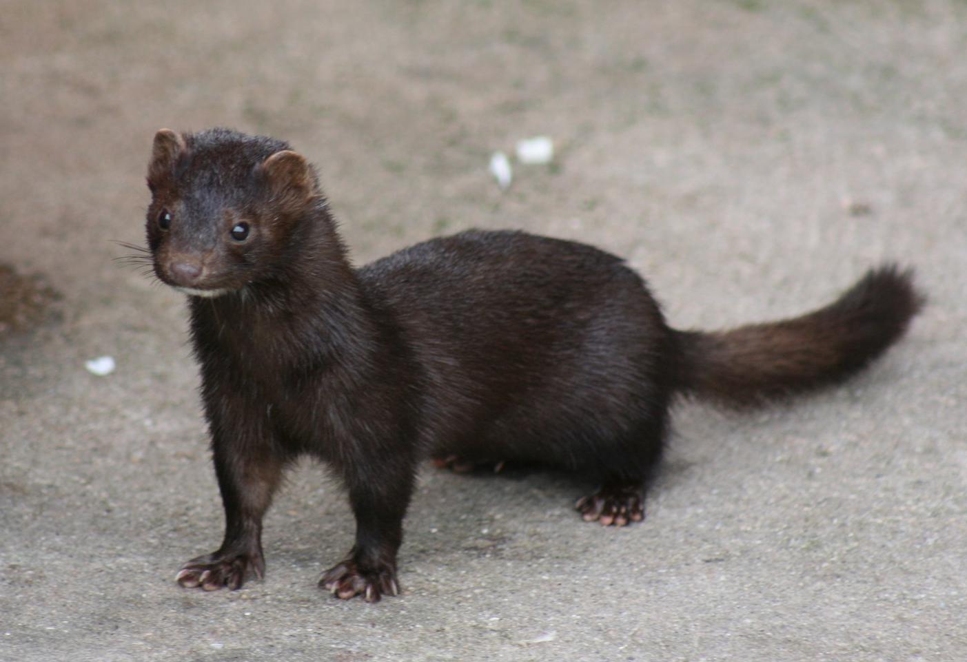 Amerikansk mink