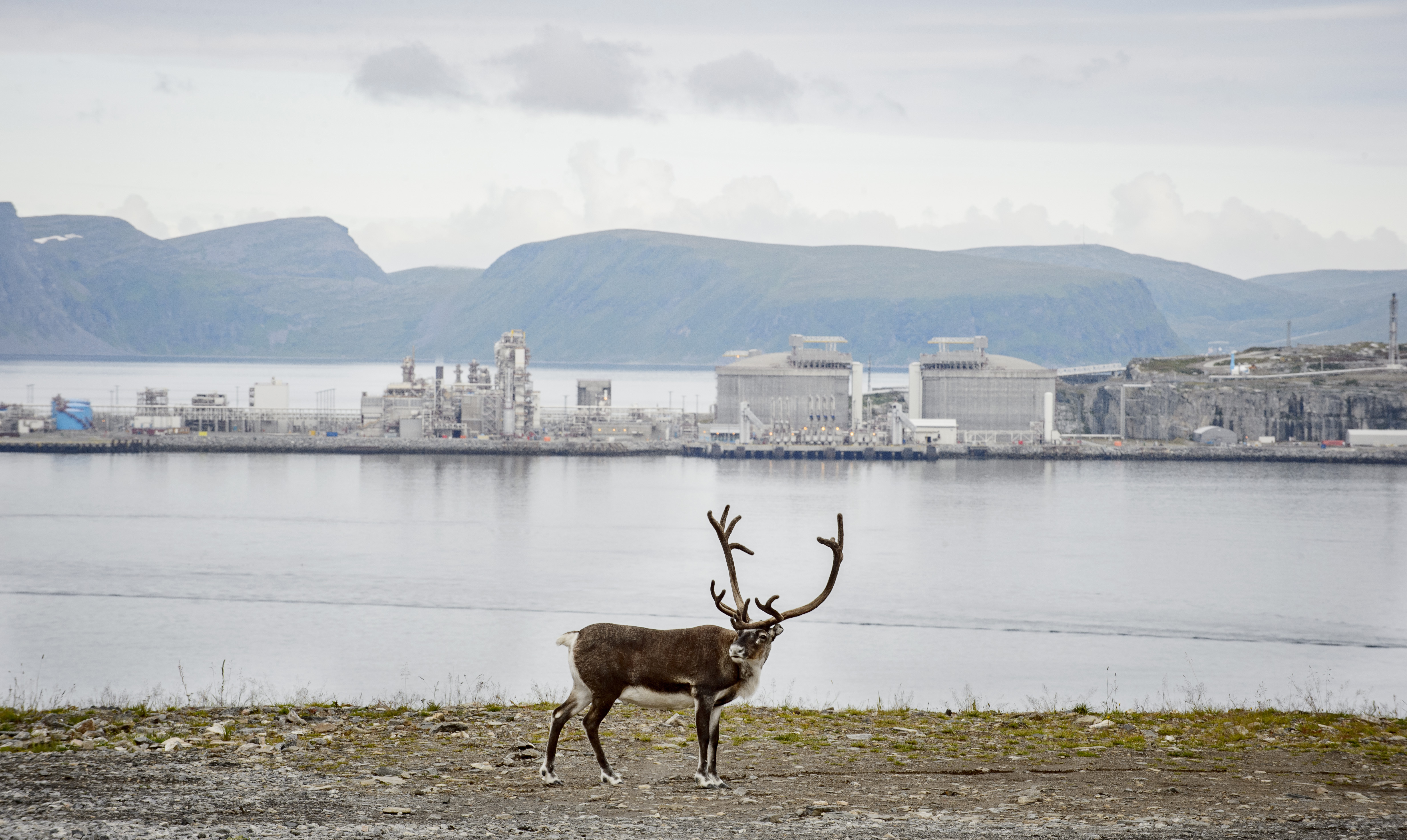 Reinsdyr foran industrianlegg