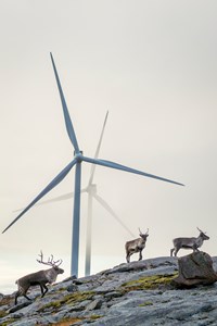 Reinsdyr ved vindturbiner