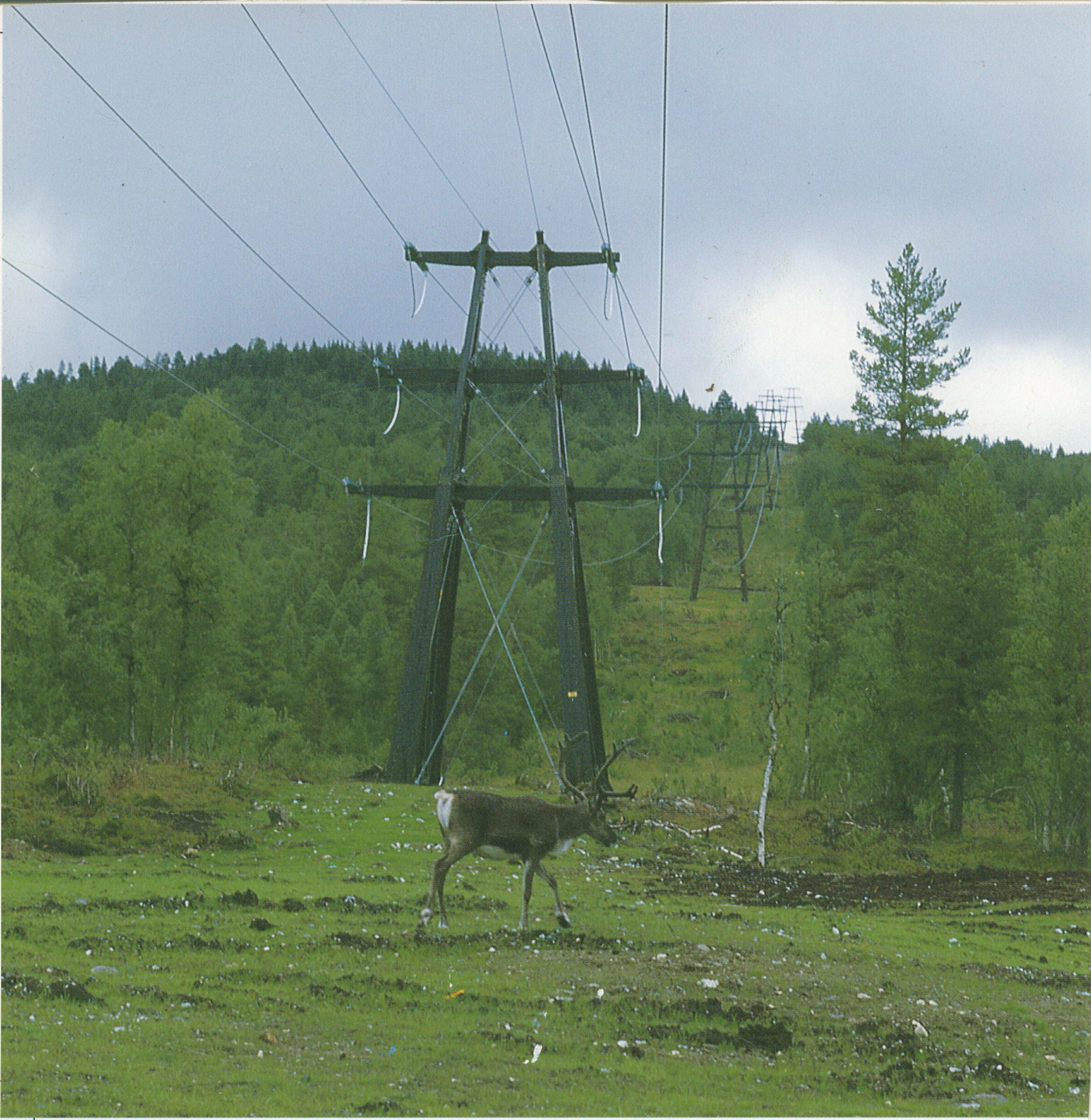 Rein under kraftledning