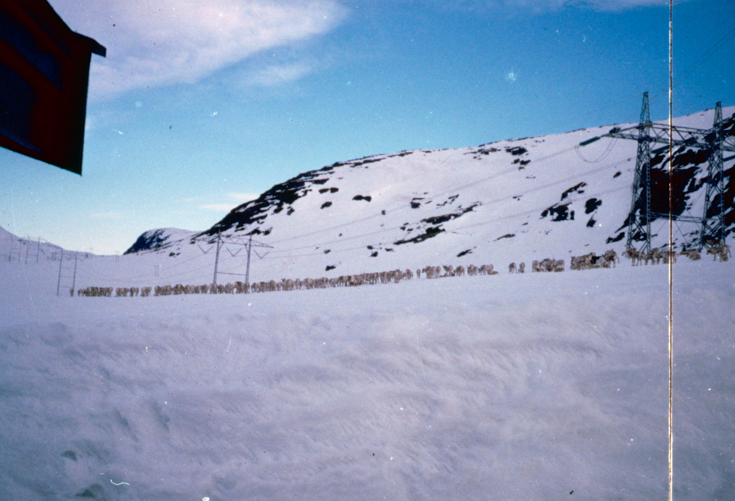 Flokk med villrein under kraftledning