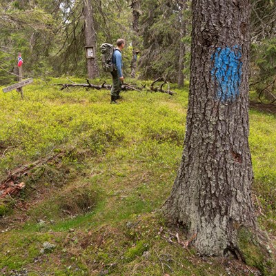 Bilde av en blåmerka sti i en eldre skog på et høydedrag med en turgåer med sekk på ryggen. På bildet ser vi også et treskilt hvor det står Kjølberget 705 moh.